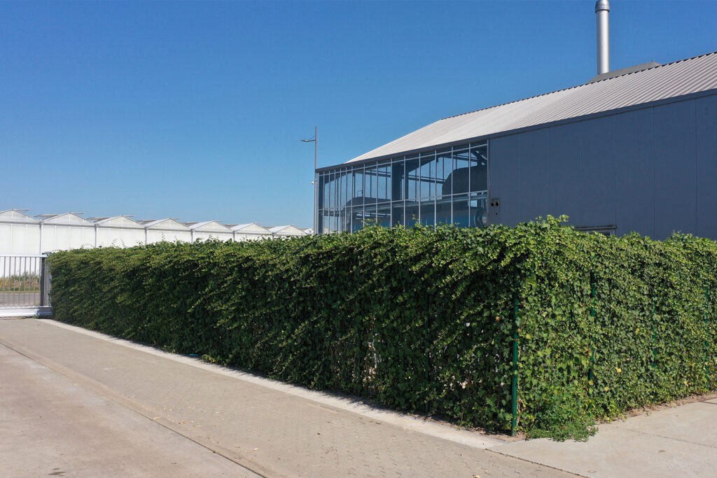 Dichte, groene haag die delen van het industriële terrein van de biomassacentrale afschermt