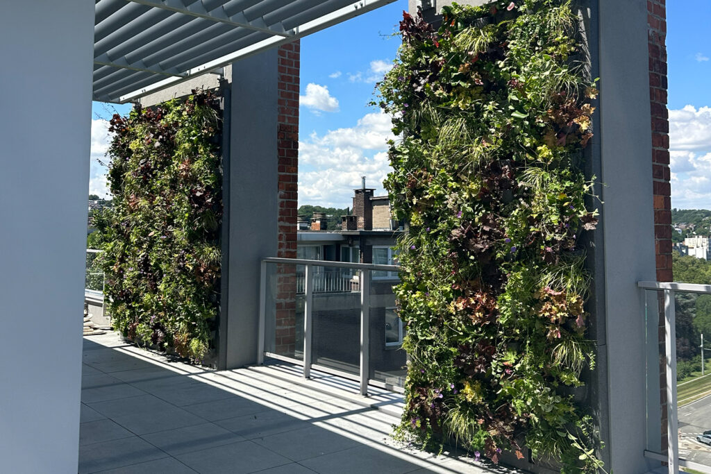Twee volledig begroeide MobiPanel groene gevels met automatisch irrigatiesysteem tussen de pilaren van een dakterras in Luik